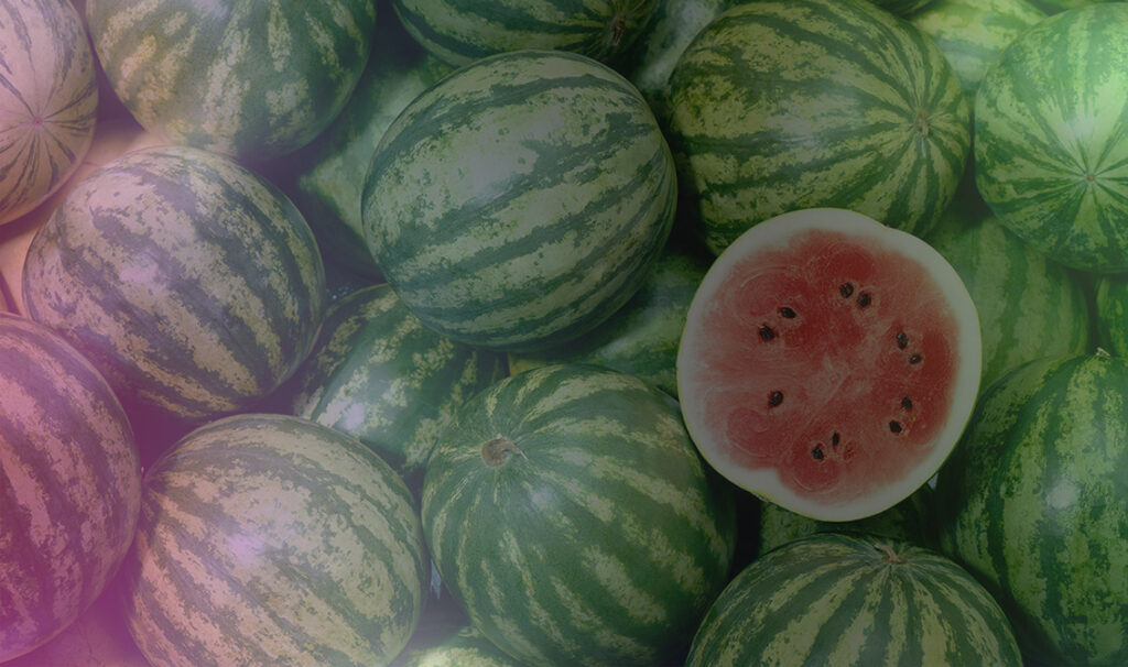 Wassermelonenbericht
